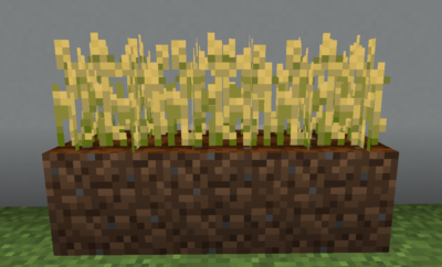 小麦を作る